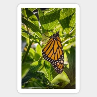 Monarch Butterfly 2 Sticker